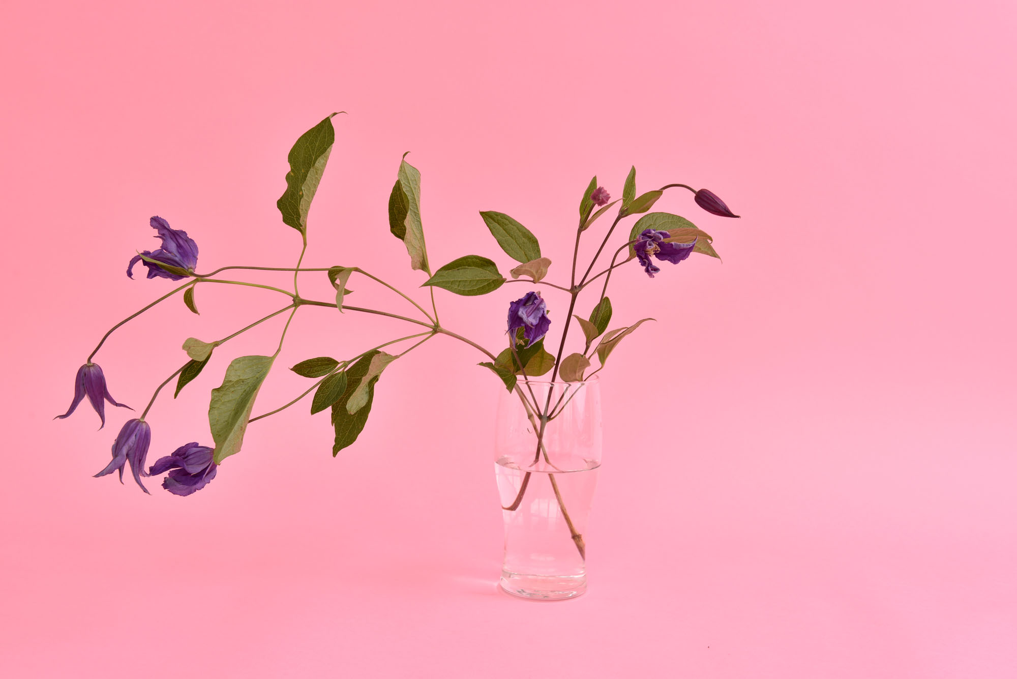 Purple Clematis, 2021