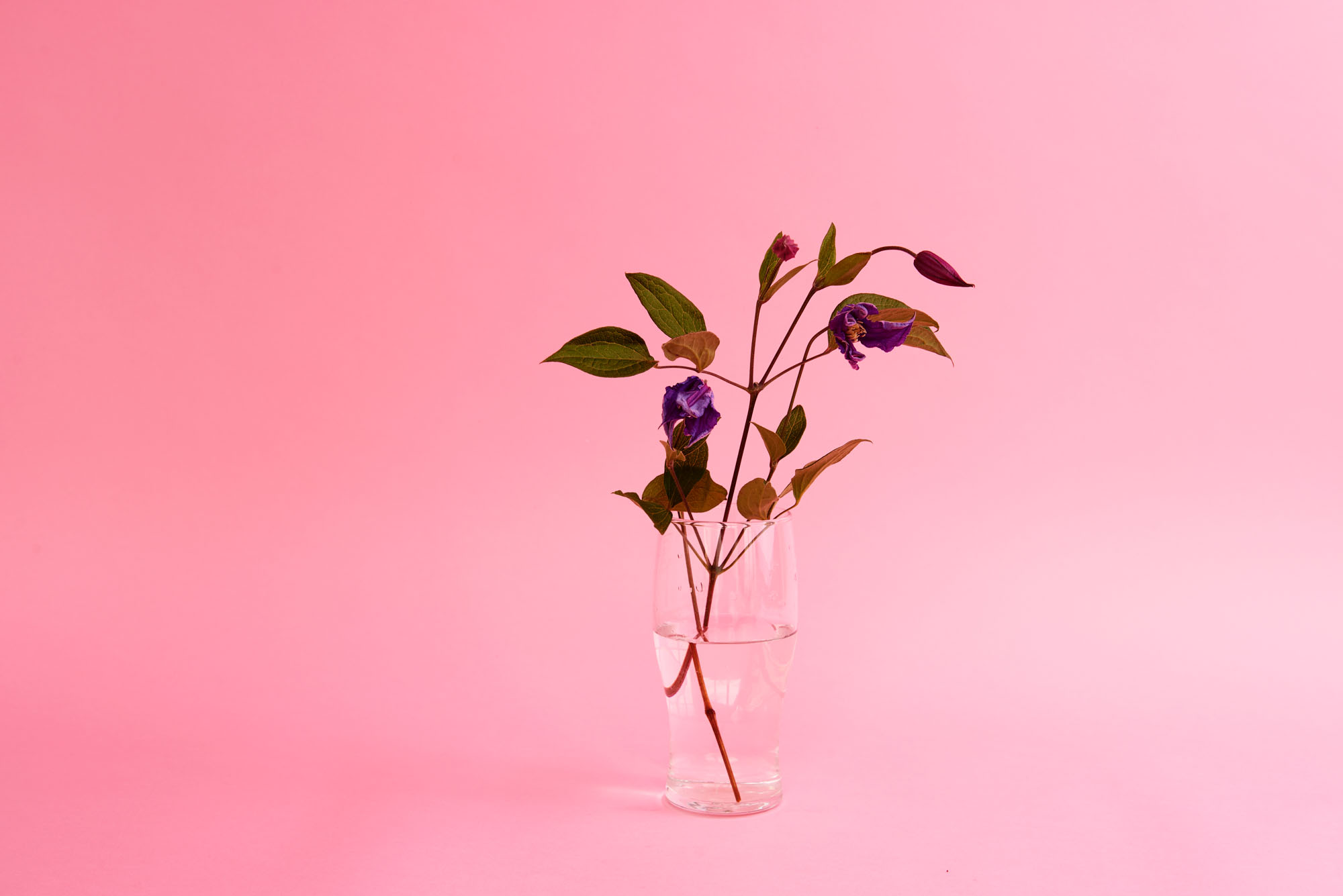 Purple Clematis, 2